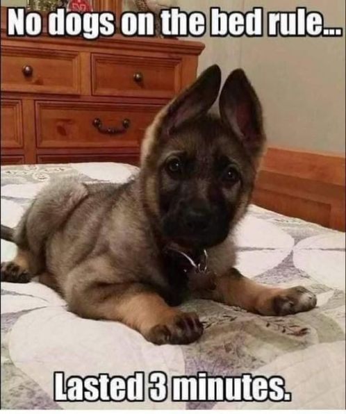 no dogs on bed rule 3 min.jpg